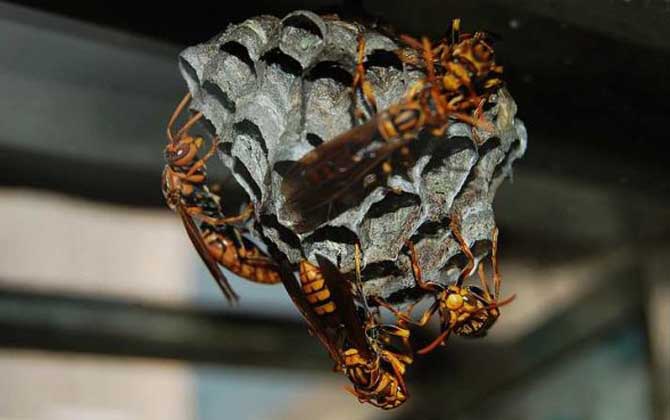 蜂房的功效與作用及禁忌 蜂房