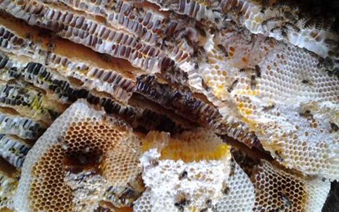 蜂巢不適宜哪些人吃? 蜂巢