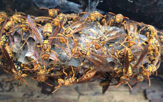 露蜂房壯陽是真的嗎? 露蜂房