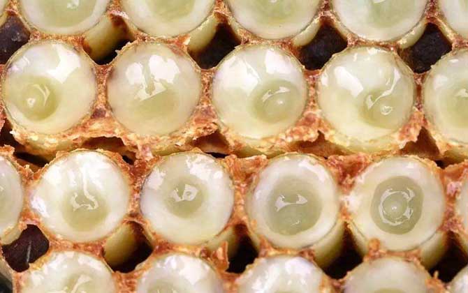 蜂王漿有什么功效及用途? 蜂王漿