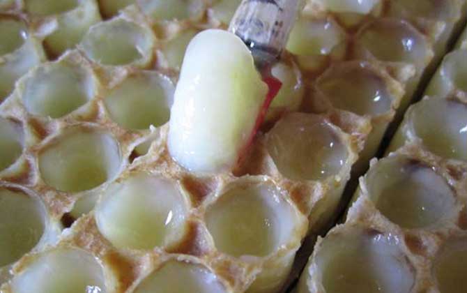 蜂王漿的美容功效及使用方法 蜂王漿