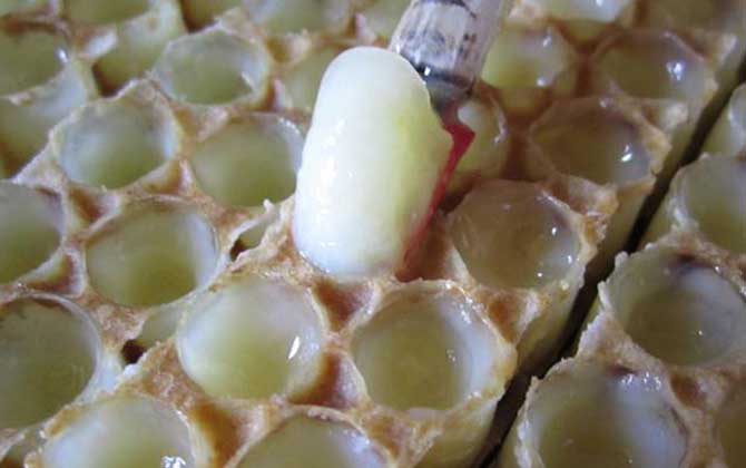 蜂皇漿和蜂王漿的區別 蜂皇漿