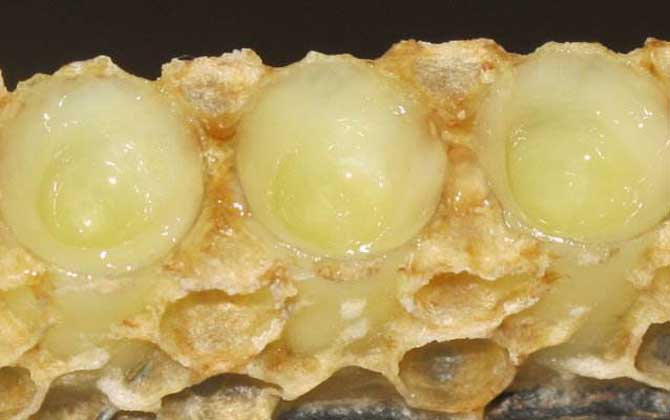 長(zhǎng)期吃蜂王漿有什么副作用? 蜂王漿