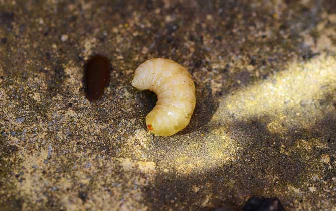 蜂王胎的作用與功效及禁忌人群 蜂王胎