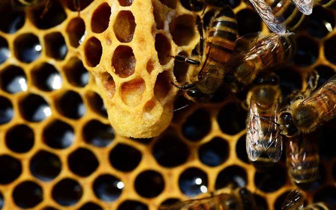 蜂王胎的作用與功效及禁忌人群 蜂王胎