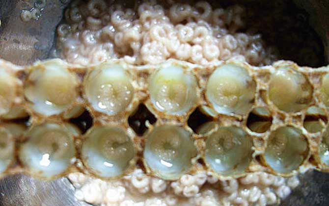 女人吃蜂王胎的副作用有哪些? 蜂王胎