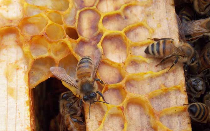 蜂蠟和蜂膠的區別 蜂膠
