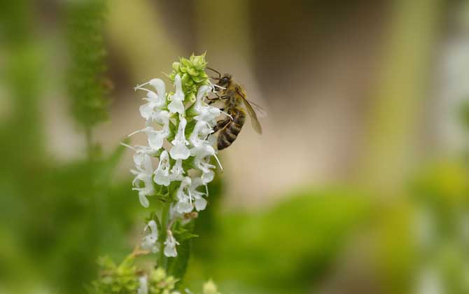 最新蜂毒價格多少錢一克? 蜂毒