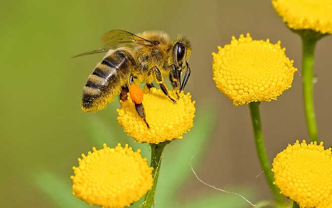 最新蜂毒價格多少錢一克? 蜂毒