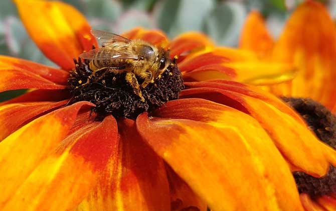 蜂毒療法真的是騙局嗎? 蜜蜂