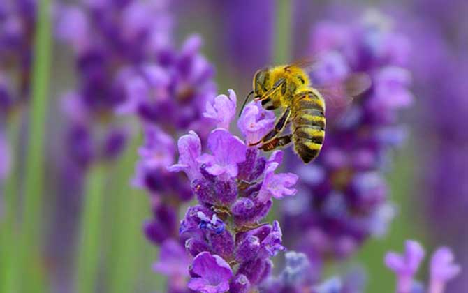 蜂毒有什么功效及用途? 蜜蜂