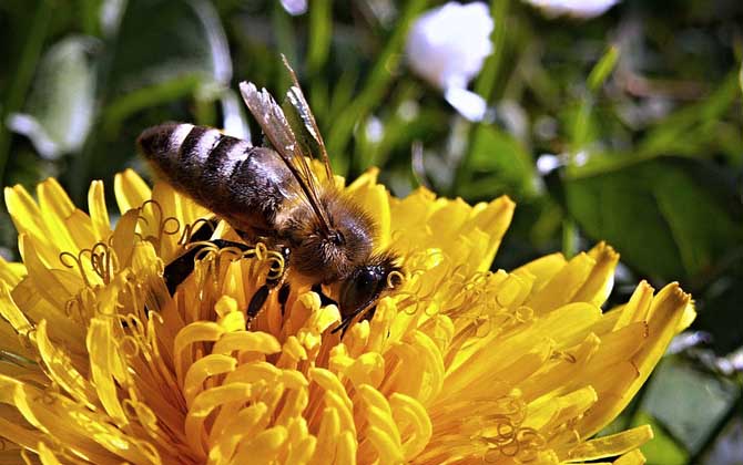 蜂毒療法的適應(yīng)癥及副作用 蜜蜂