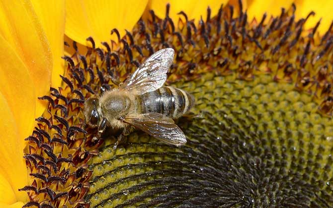 蜂毒療法的適應(yīng)癥及副作用 蜜蜂