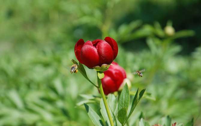 蜂毒療法的適應(yīng)癥及副作用 蜜蜂