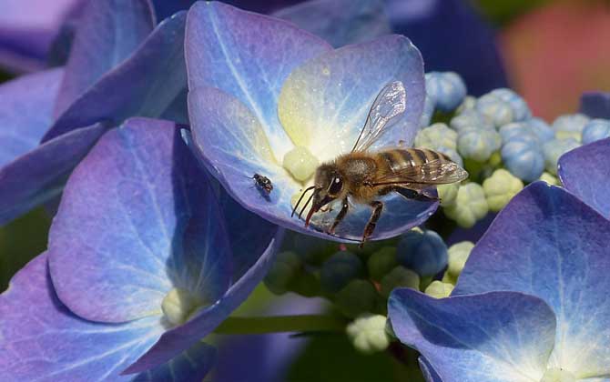 蜂毒在人體能存在多久? 蜂毒