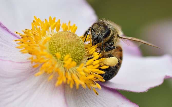 蜂毒是怎么獲取的? 蜜蜂
