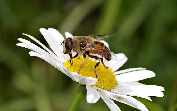 蜂毒價格表及采集技術 蜂毒