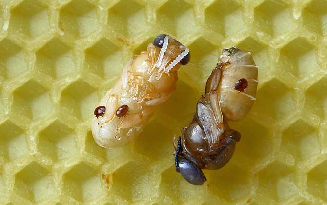 最新蜂蛹價格多少錢一斤? 蜂蛹