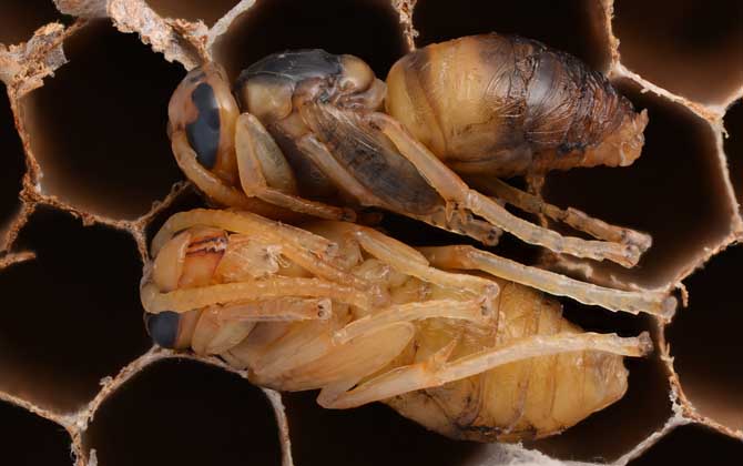蜂蛹的功效與作用及食用方法 蜂蛹