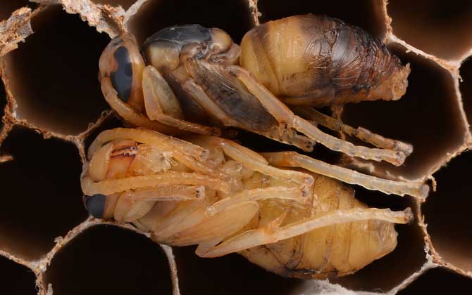 什么樣的人不能吃蜂蛹? 蜂蛹