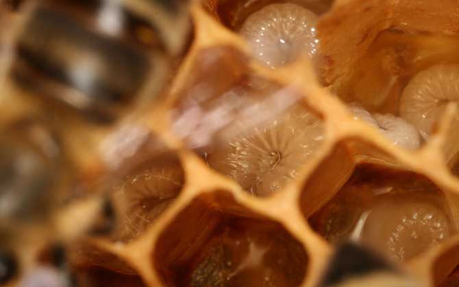 什么樣的人不能吃蜂蛹? 蜂蛹