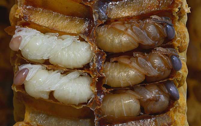 什么樣的人不能吃蜂蛹? 蜂蛹