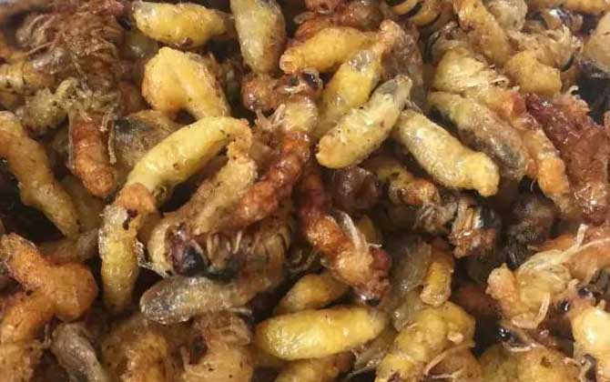 蜂蛹真的可以生吃嗎? 蜂蛹