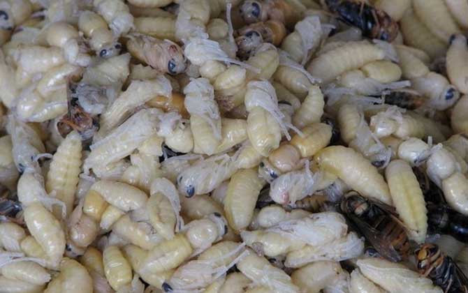 蜂蛹有哪些副作用與禁忌? 蜂蛹