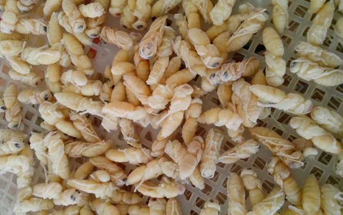 蜂蛹有哪些副作用與禁忌? 蜂蛹
