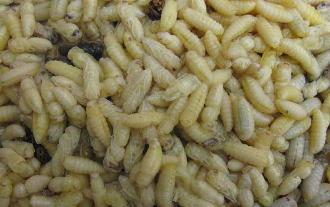 蜂蛹怎么吃最有營養? 蜂蛹