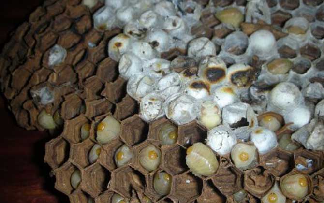 蜜蜂蛹和胡蜂蛹的區別 蜂蛹