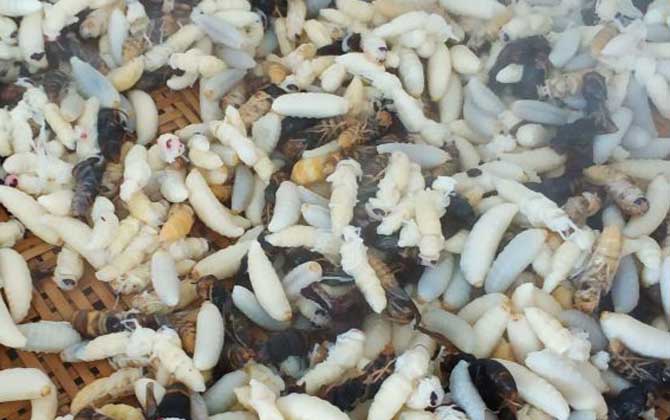 吃蜂蛹過敏了怎么辦? 蜂蛹