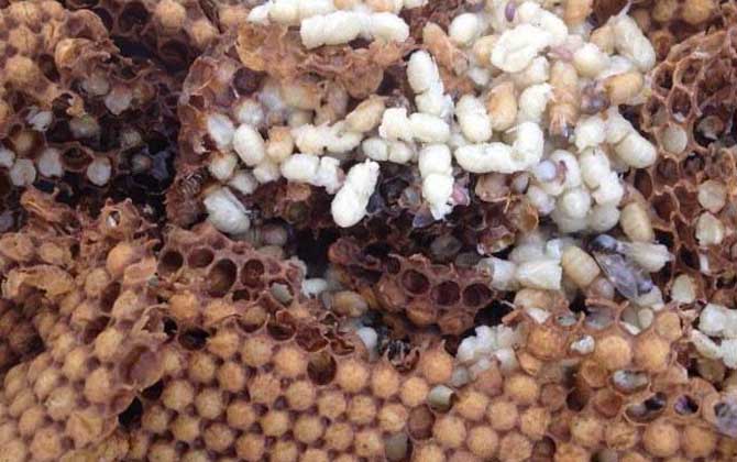 雄蜂蛹是怎么生產(chǎn)的? 雄蜂蛹