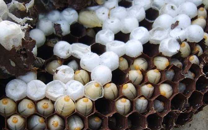 蠶蛹和蜂蛹哪個有營養? 蜂蛹