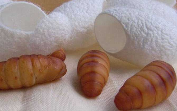 蠶蛹和蜂蛹哪個有營養? 蠶蛹