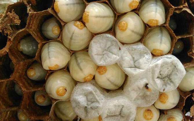 蠶蛹和蜂蛹哪個有營養? 蜂蛹