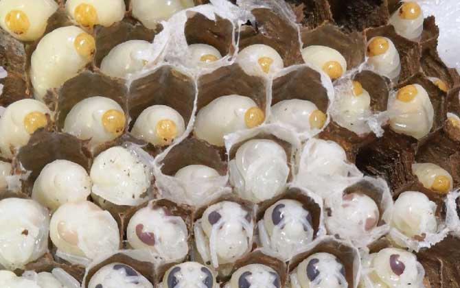 蜂蛹酒保質期一般有多久? 蜂蛹