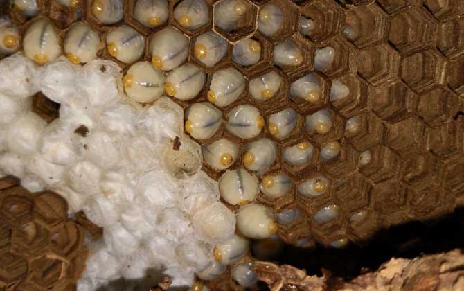 蜂蛹酒保質期一般有多久? 蜂蛹