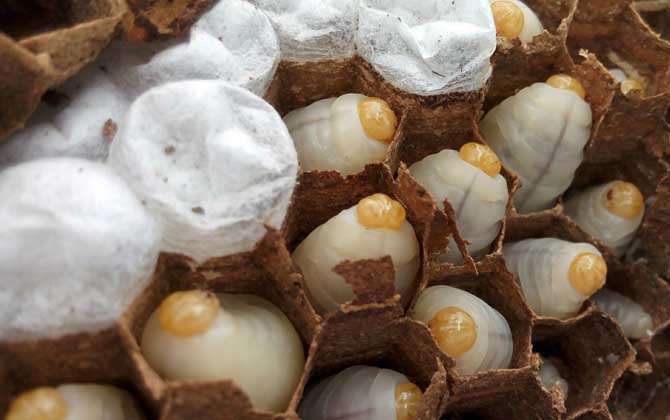 蜂蛹泡酒怎么做最簡(jiǎn)單? 蜂蛹