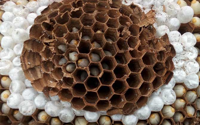 蜂蛹泡酒怎么做最簡(jiǎn)單? 蜂蛹