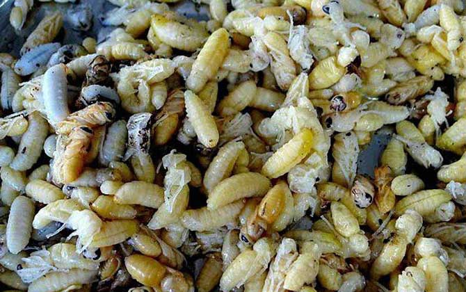 蜂蛹泡酒怎么做最簡(jiǎn)單? 蜂蛹