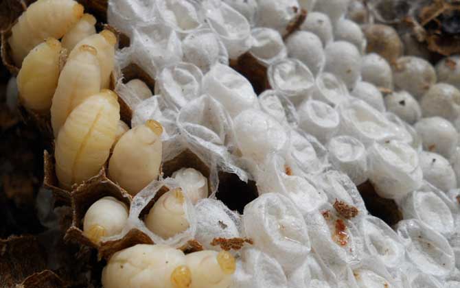 蜂蛹泡酒怎么做最簡(jiǎn)單? 蜂蛹