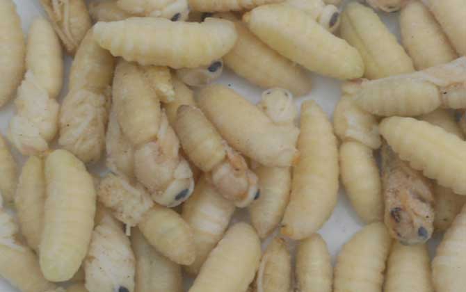 吃蜂蛹的禁忌及正確吃法 蜂蛹