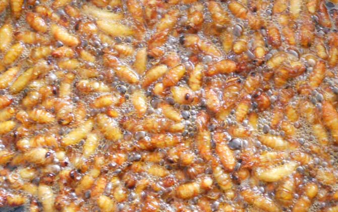 吃蜂蛹的禁忌及正確吃法 蜂蛹