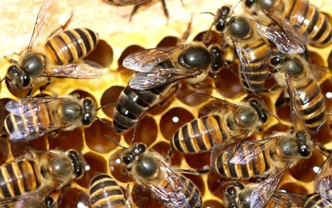 蜂群失王有哪些表現? 蜂群失王