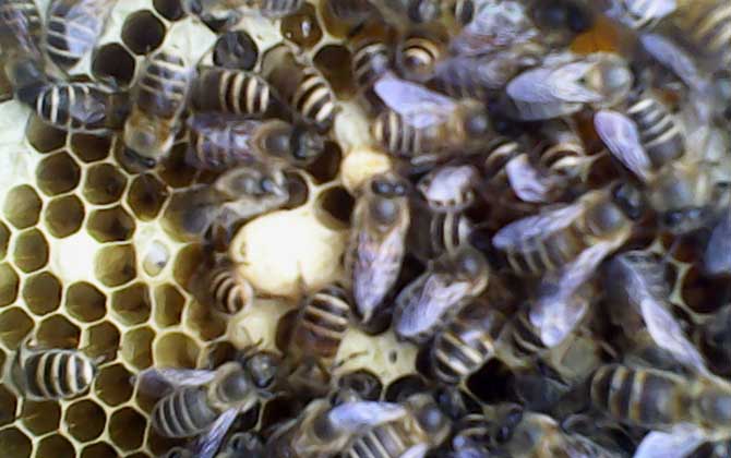 急造王臺幾天能出蜂王? 急造王臺