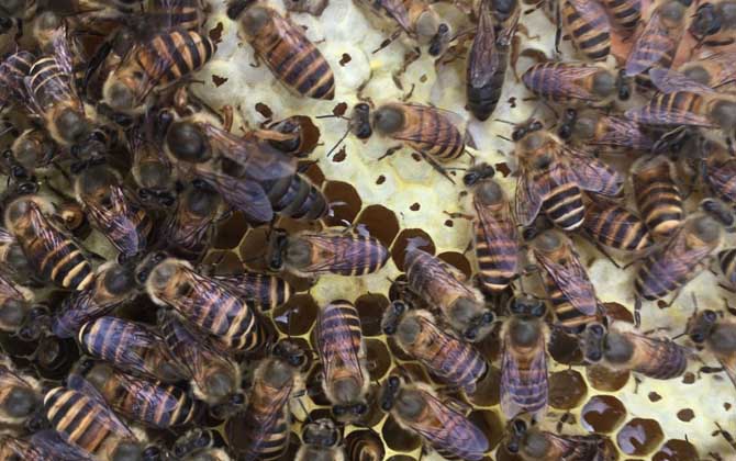 急造王臺幾天能出蜂王? 急造王臺