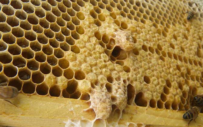 蜂王為什么不產(chǎn)卵? 蜂王不產(chǎn)卵