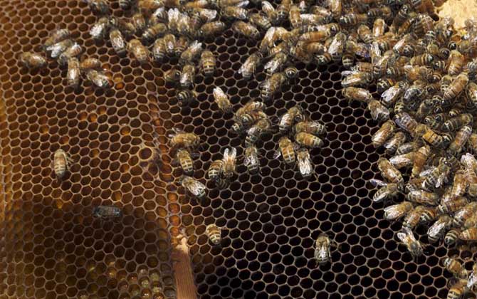 蜂王為什么不產(chǎn)卵? 蜂王不產(chǎn)卵