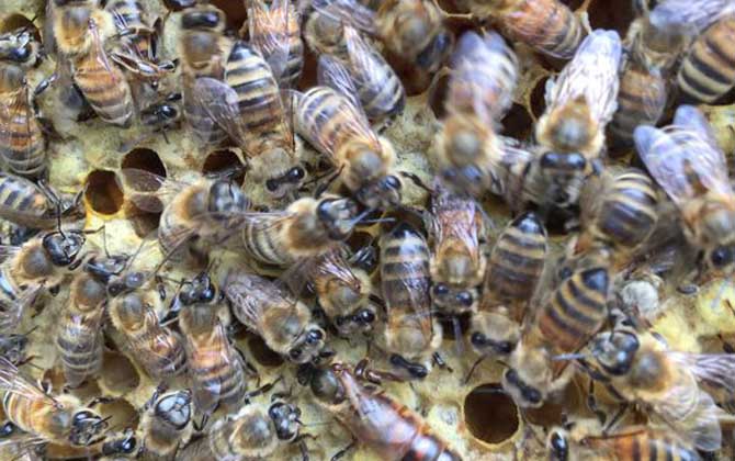 蜜蜂王臺是什么樣的? 蜜蜂王臺